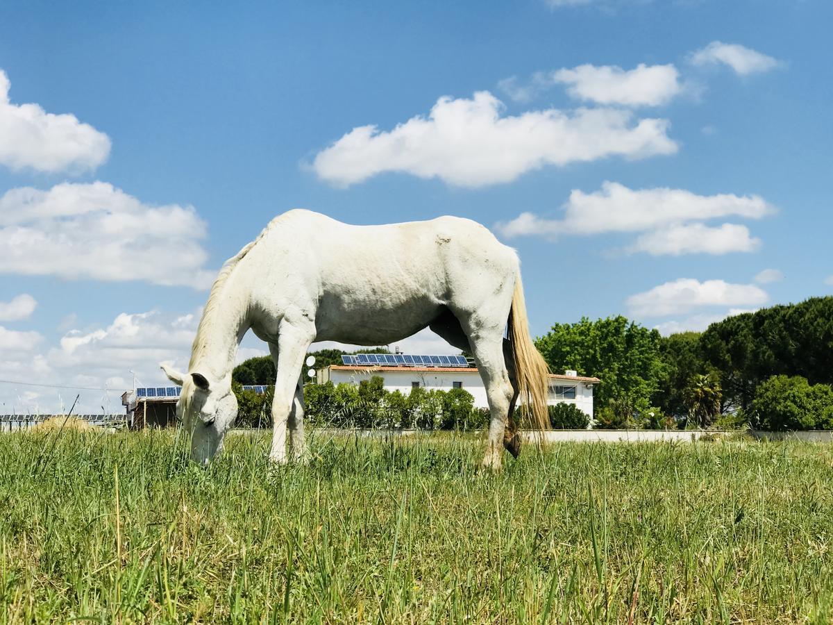 Отель Masseria Nel Sole Лучера Экстерьер фото